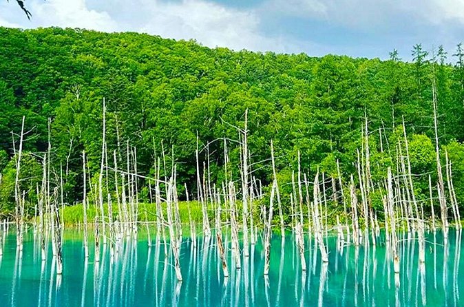 Hokkaido Farm Tomita Shikisai Hill Waterfall& Blue Pond Day Tour - Guides and language support can shape the day