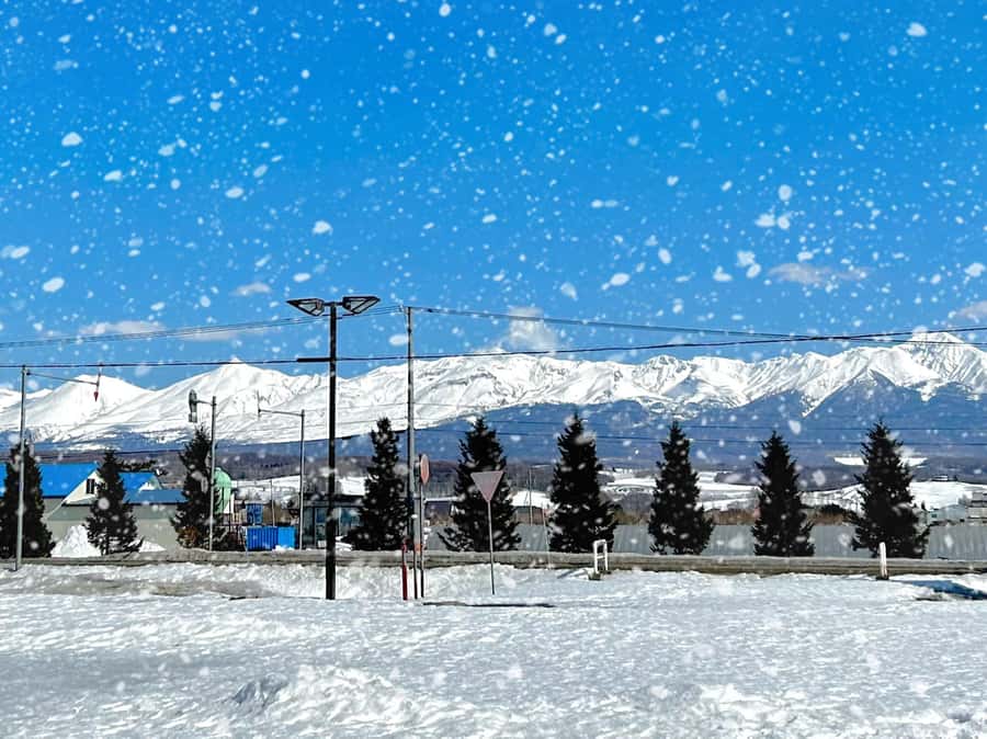 Hokkaido Lavender farm & Furano Flower Tour from Sapporo - What the bus and guide add to the day