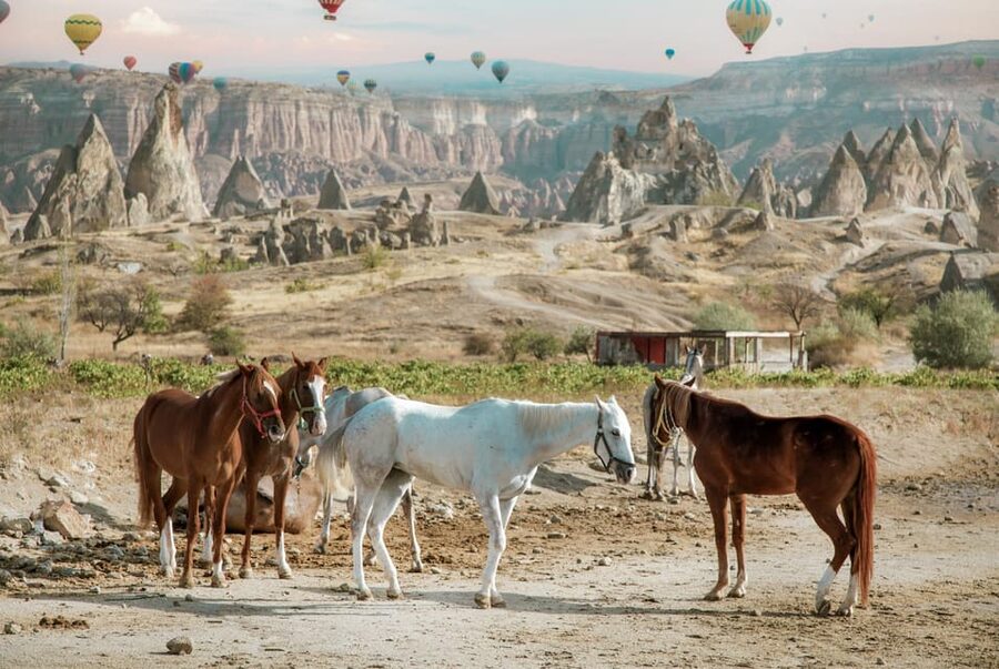 Horse Riding Cappadocia- Cappadocia Horse Farm - Key points to know before you book
