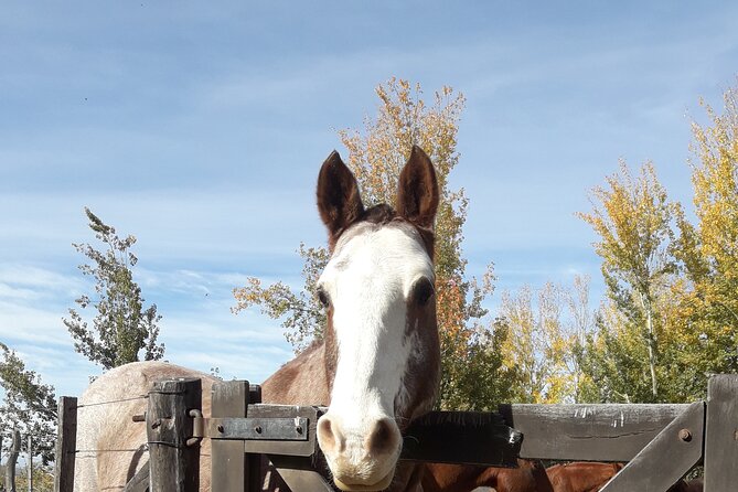 Horseback riding and barbecue in a private ranch - La Carrera, Mendoza - Time to rest after lunch