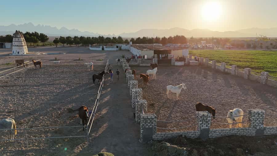 Hurghada: Desert Farm Tour with Breakfast at Scorpion Camp - Oriental breakfast with vegetables you help prepare