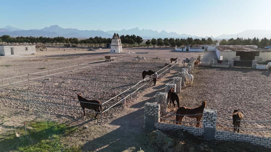 Hurghada: Desert Farm Tour with Breakfast at Scorpion Camp - Preparing a horse before a short ride