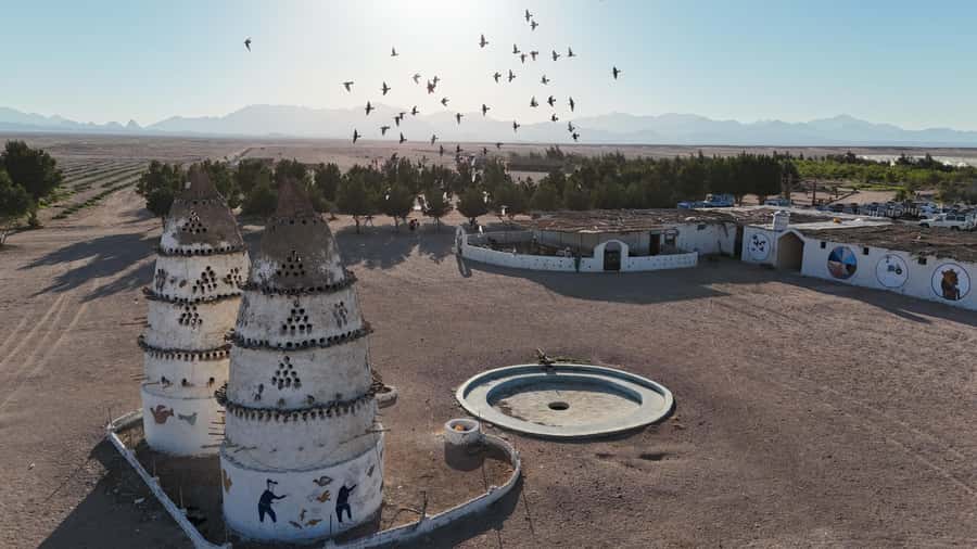 Hurghada: Jeep Safari, Tree Planting & Farm-to-Table Lunch - A guided walk through a desert farm