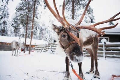 Husky and Reindeer Experience