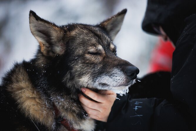 Husky and Reindeer Experience - Guides can make a crowded day much better