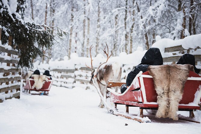 Husky and Reindeer Experience - Group size, queues, and the cold