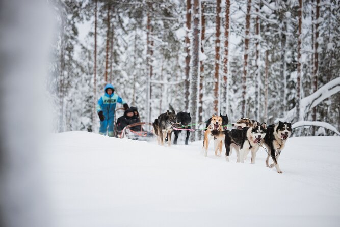Husky and Reindeer Experience - Is $143 a fair price?