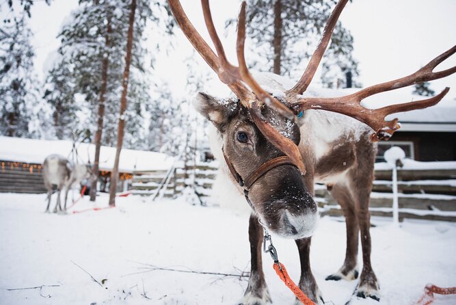Husky and Reindeer Experience With Snowmobiling - Santa Claus Village and the waiting issue