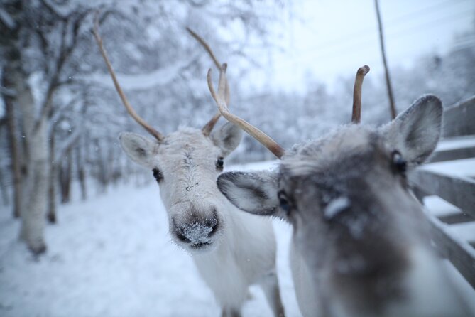 Husky and Reindeer farms visit with sleigh rides - A morning with two sides of Lapland