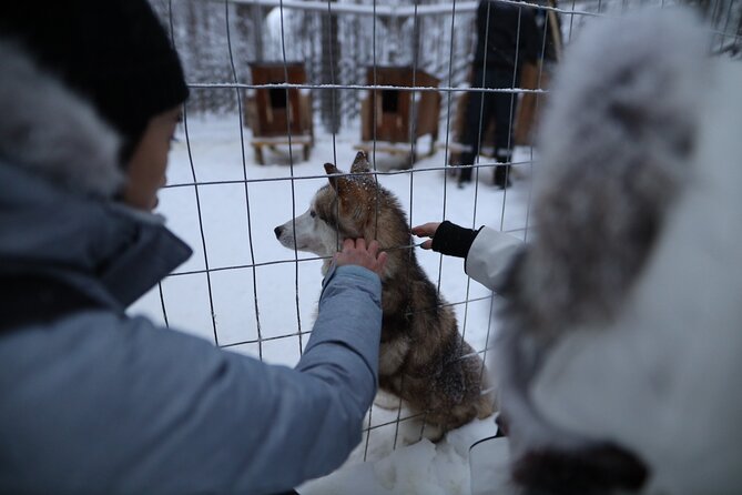 Husky and Reindeer farms visit with sleigh rides - What the short rides really offer