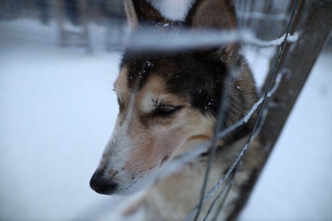 Husky and Reindeer farms visit with sleigh rides - The wheeled sleigh issue