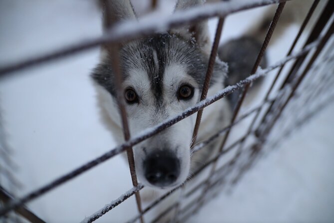 Husky and Reindeer farms visit with sleigh rides - Clothing, refreshments, and the group setting