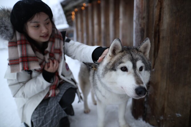 Husky and Reindeer farms visit with sleigh rides - Who will get the most from this outing