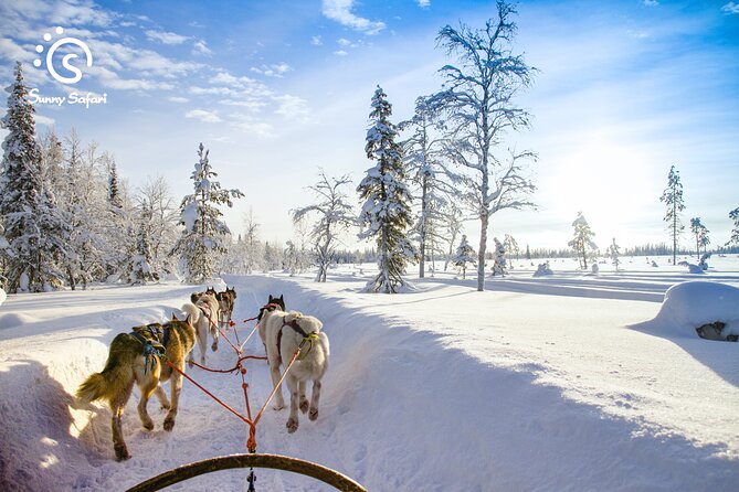 Husky Farm Visit & Sled Ride Experience - Key points to know before you book