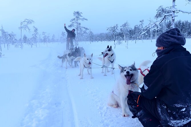 Husky Farm Visit & Sled Ride Experience - Meeting the huskies outside Rovaniemi