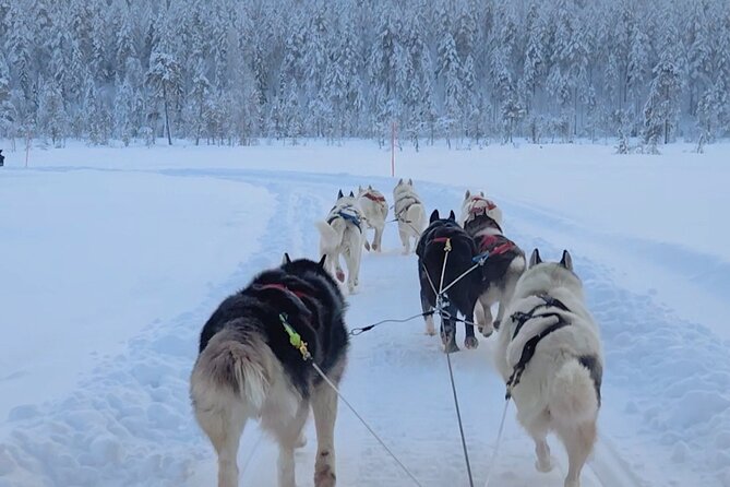 Husky Farm Visit & Sled Ride Experience - Timing, transport, and group size