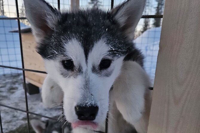 Husky Farm Visit & Sled Ride Experience - Is $143.97 a fair price?