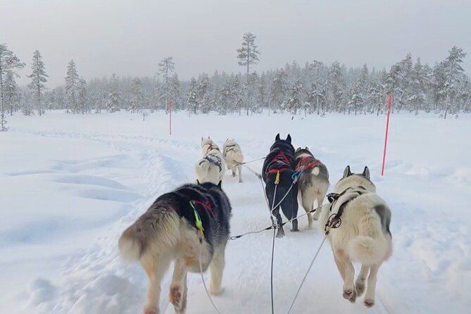Husky Farm Visit & Sled Ride Experience - Why the musher makes the difference