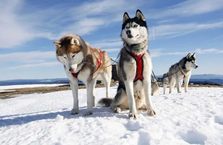 Husky Soul Journey: From Farm Life to Sledding Adventure - Key points to know before booking