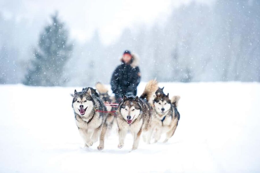 Husky Soul Journey: From Farm Life to Sledding Adventure - Meeting the huskies beyond the postcard