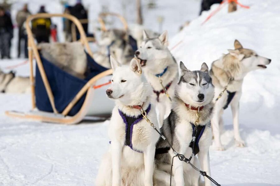 Husky Soul Journey: From Farm Life to Sledding Adventure - The sled ride through snowy forest trails