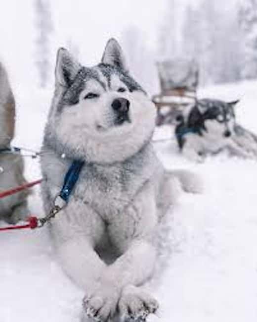 Husky Soul Journey: From Farm Life to Sledding Adventure - What happens during the two-hour visit