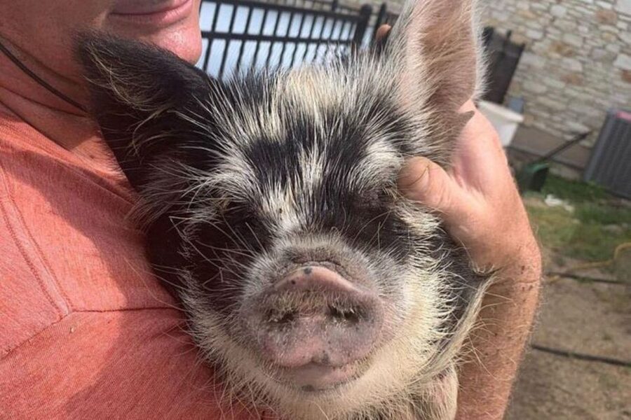 Hutto Texas: Kune kune Pig Farm Visit - Key points about the Hutto pig farm visit