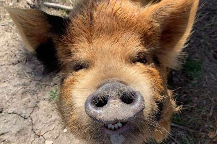 Hutto Texas: Kune kune Pig Farm Visit - Meeting the Kunekune pigs at Best Place Farms