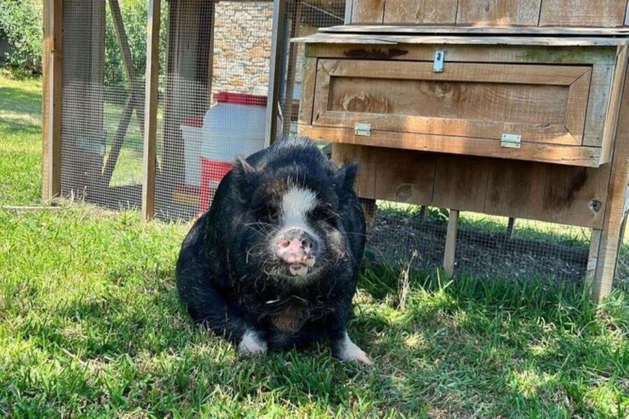 Hutto Texas: Kune kune Pig Farm Visit - Why the private format matters