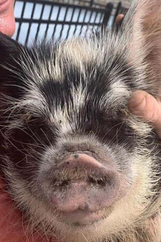Hutto Texas: Kune kune Pig Farm Visit - Michelle’s personal approach to the farm