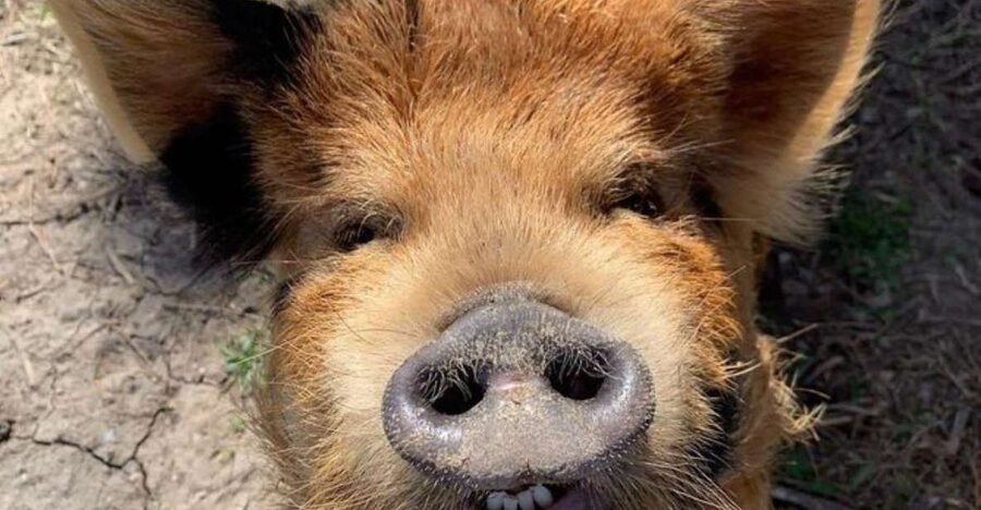 Hutto Texas: Kune kune Pig Farm Visit - What happens during the 45-minute visit
