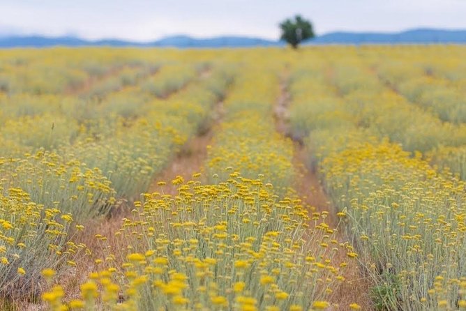 Immortelle farm island Krk - What this Krk farm visit is really about