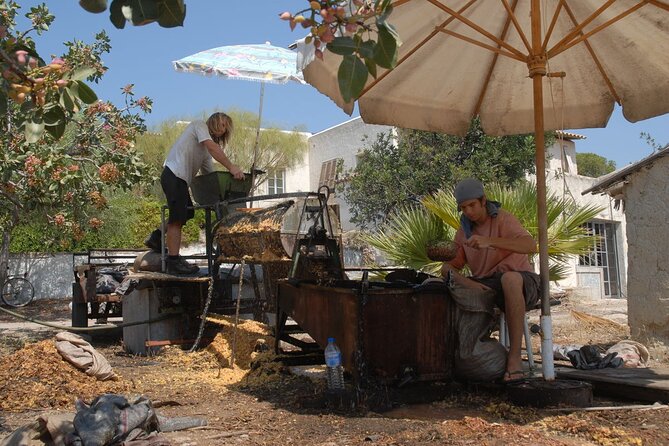 Insightful Pistachio Orchard and Factory Tour - What the $48.19 Price Buys You