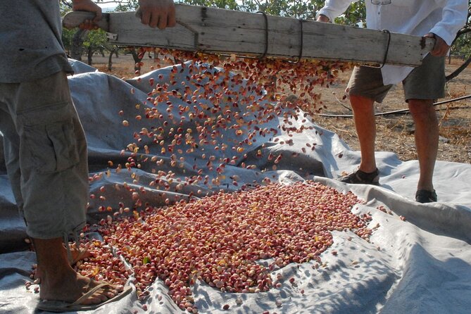 Insightful Pistachio Orchard and Factory Tour - Walking Through the Organic Pistachio Orchard