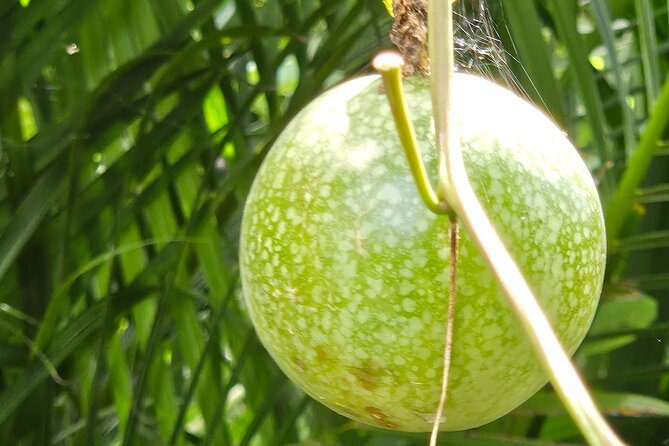 Island Eco Farm Tour with Local Treats and Sapphire Beach Time - A Smooth Shift From Farm to Sapphire Beach