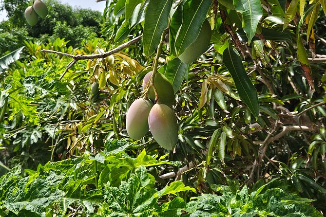 Island Eco Farm Tour with Local Treats and Sapphire Beach Time - Price and Value at $26.98