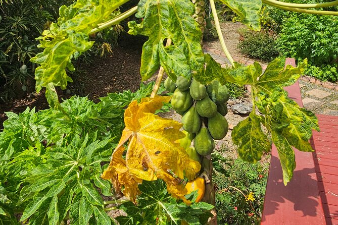 Island Eco Farm Tour with Local Treats and Sapphire Beach Time - Timing, Pickup, and Cruise-Day Planning