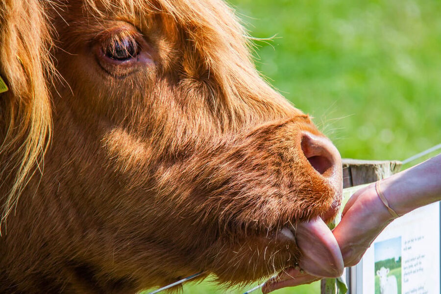 Isle of Arran: Exclusive Private Farm Tour with the Farmer - Meeting Bellevue Farm and farmer Ailsa