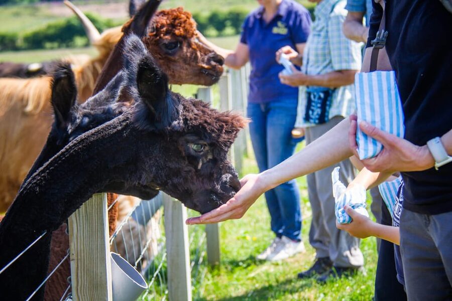 Isle of Arran: Exclusive Private Farm Tour with the Farmer - What Bellevue’s Green Tourism award means