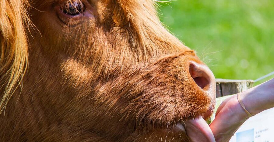 Isle of Arran: Exclusive Private Farm Tour with the Farmer - Who will enjoy this private farm visit?