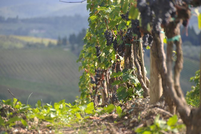 It's Wine Time! 2 wineries & farm-to-table lunch—max 8 pp - Practical Details Before You Reserve