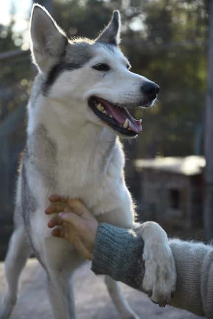 IVALO: Experience Farm Visit | small group - A small Lapland farm with a personal feel