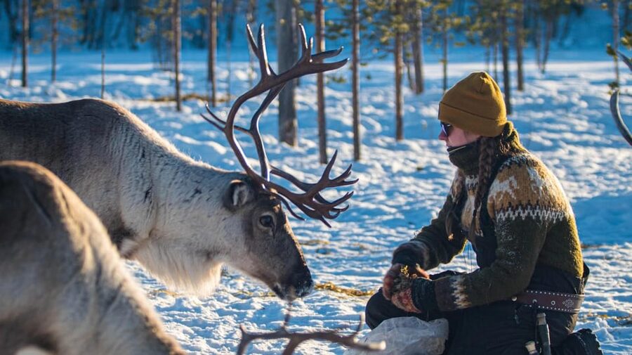 Ivalo: Magical Moments at the Reindeer Farm - Meeting the reindeer 6 km from Ivalo