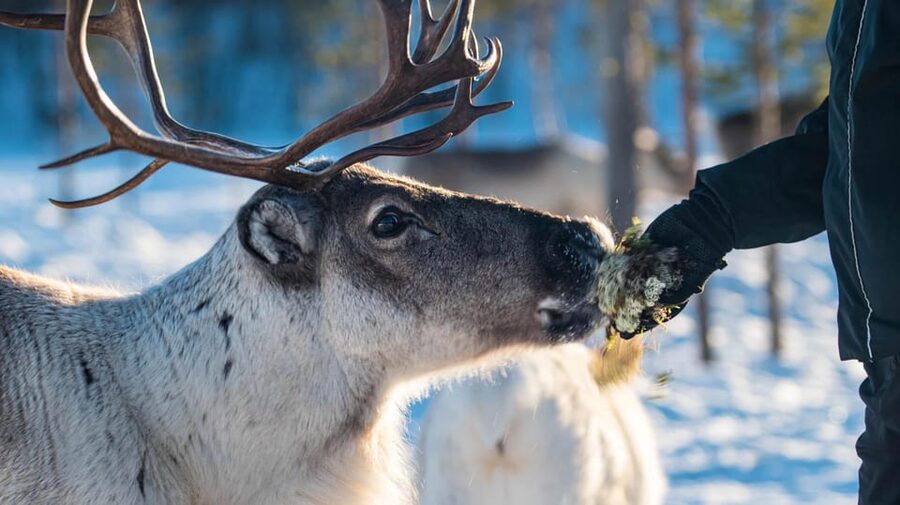 Ivalo: Magical Moments at the Reindeer Farm - What the two-hour visit includes