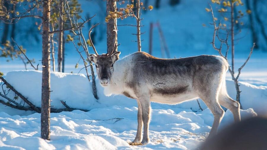 Ivalo: Magical Moments at the Reindeer Farm - Learning from a local reindeer herder