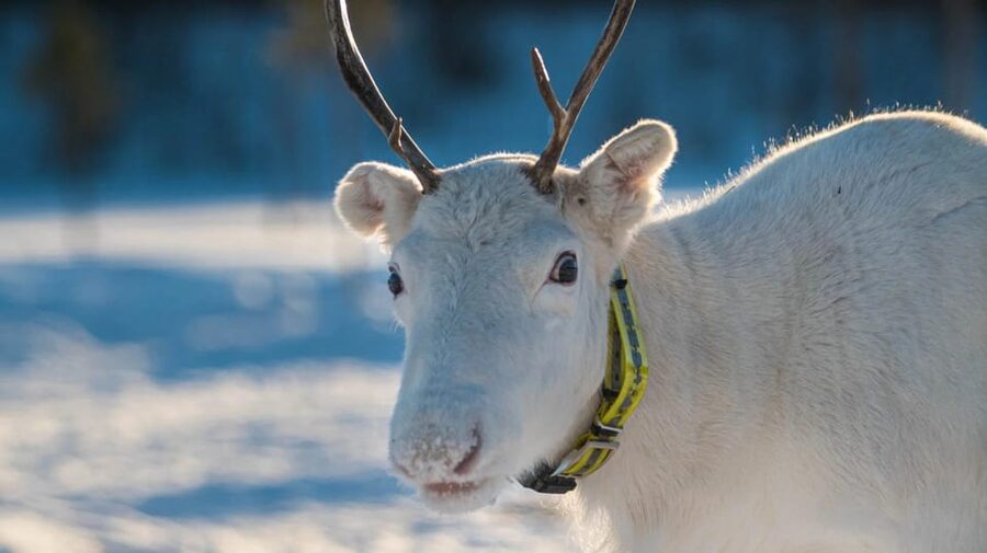 Ivalo: Magical Moments at the Reindeer Farm - Coffee, fire, and the tepee pause