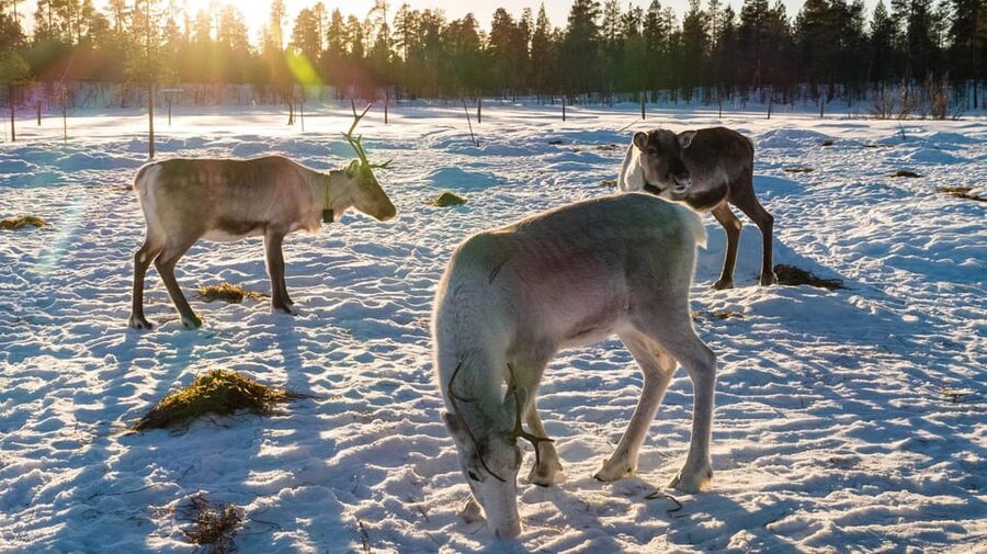 Ivalo: Magical Moments at the Reindeer Farm - Why the group size matters