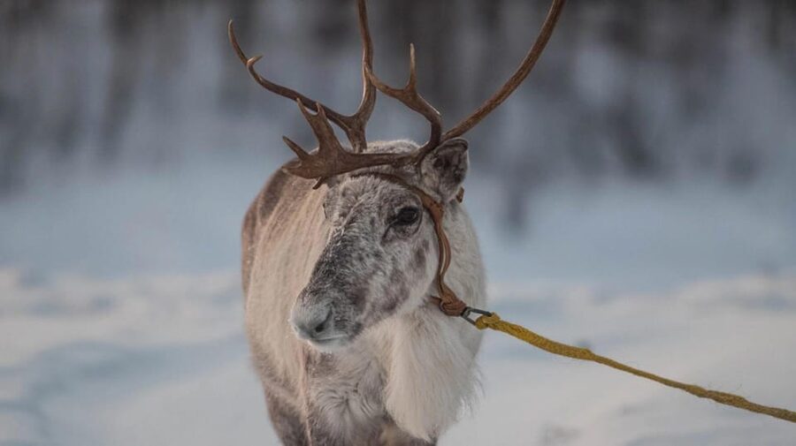 Ivalo: Magical Moments at the Reindeer Farm - Clothing, comfort, and practical limits