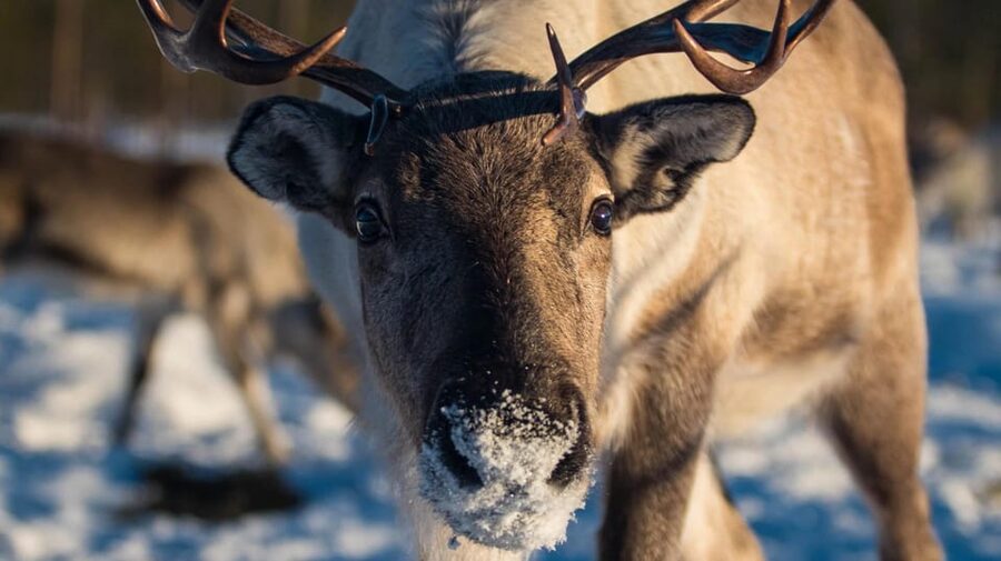Ivalo: Magical Moments at the Reindeer Farm - Is $173 a fair price?