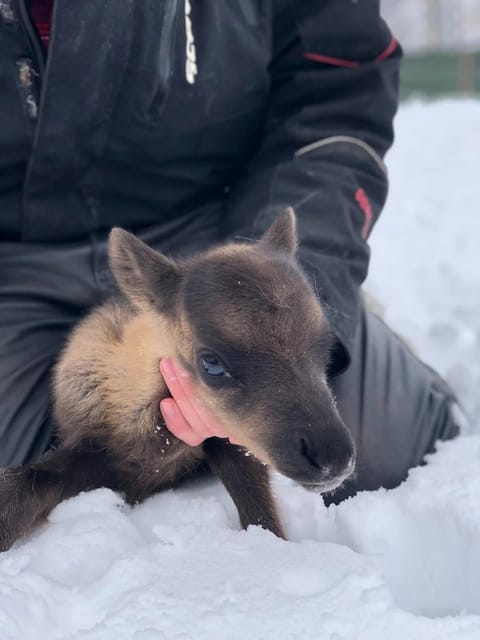 Ivalo: Magical Moments at the Reindeer Farm - Feeding animals that choose their own distance